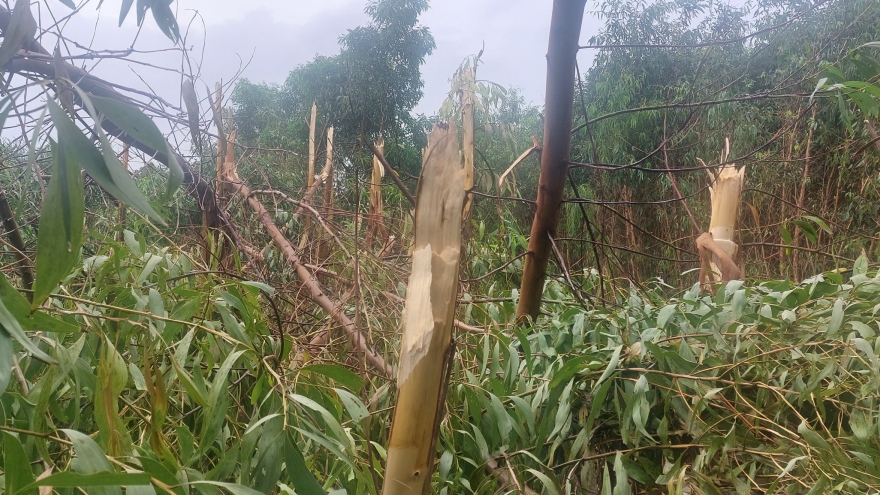 Hơn 114 ha rừng keo bị đổ ngã do ảnh hưởng bão