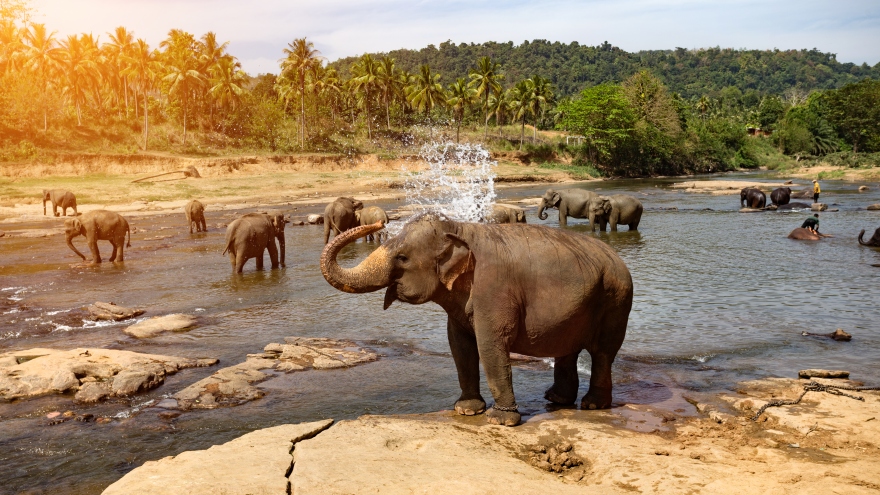 Ngắm voi ở Sri Lanka