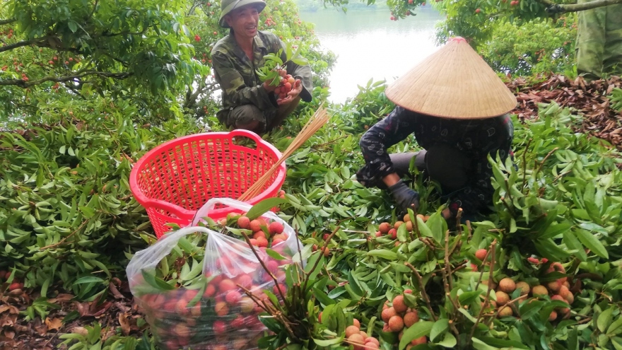 Bắc Giang tiêu thụ vải thiều gắn với quảng bá thương hiệu