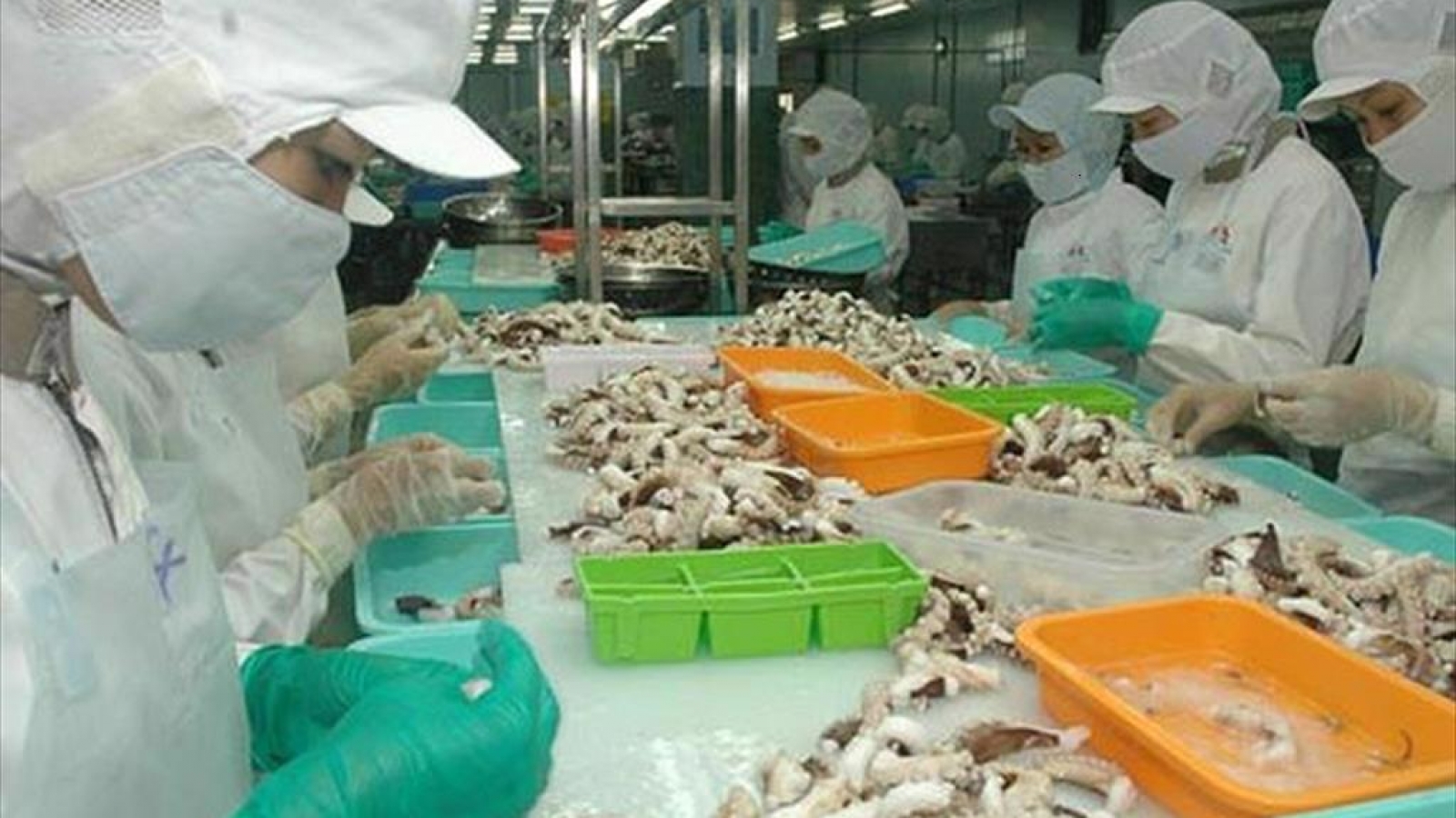 Squid and octopus exports a bright spot from Japanese market