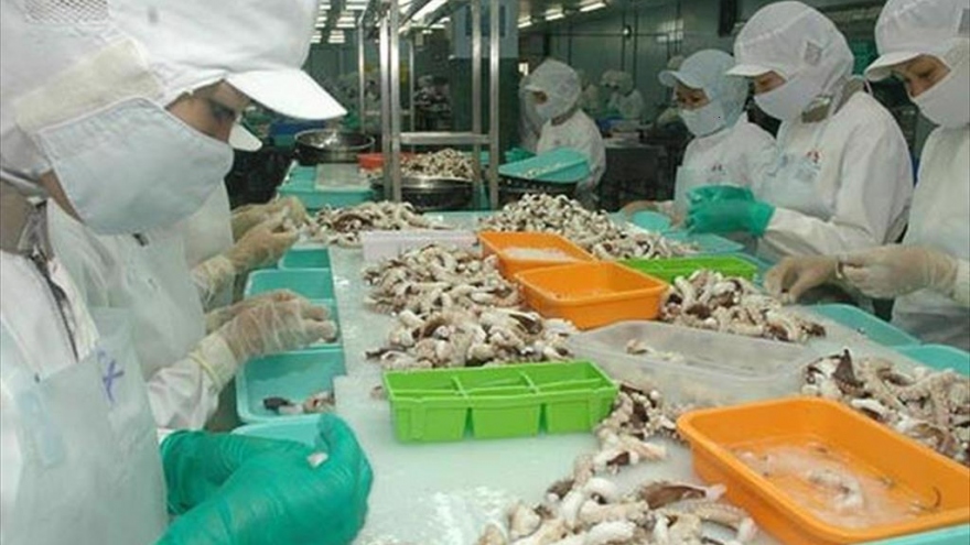 Squid and octopus exports a bright spot from Japanese market