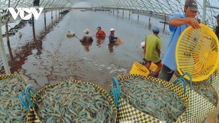 Vietnam represents the second largest shrimp exporter globally