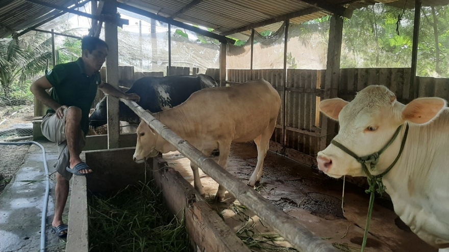Giá bò thương phẩm tại Tiền Giang, Bến Tre giảm mạnh, nông dân không có lãi