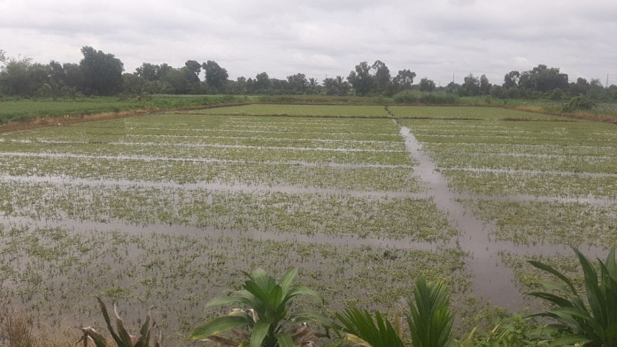 Nông dân trồng rau màu ở Tiền Giang khốn đốn vì mưa to kéo dài
