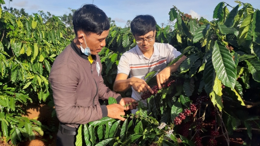 Vietnam strives to achieve standard export coffee material areas