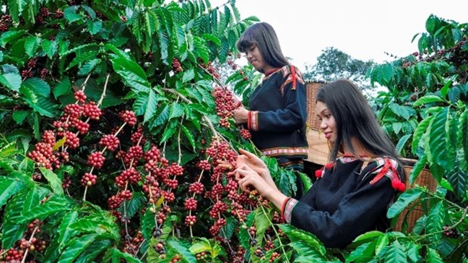Coffee industry striving to adapt to EU’s anti-deforestation law