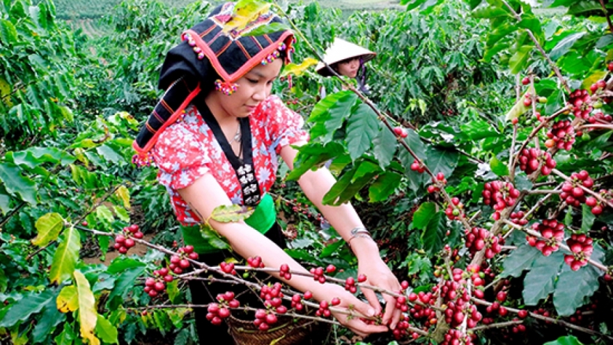 Giá cà phê hôm nay 21/3: Giá cà phê thế giới đi ngang, trong nước ổn định