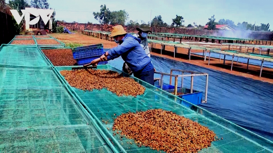 Giá cà phê hôm nay 16/8: Trong nước thu mua cao nhất 65.700 đồng/kg