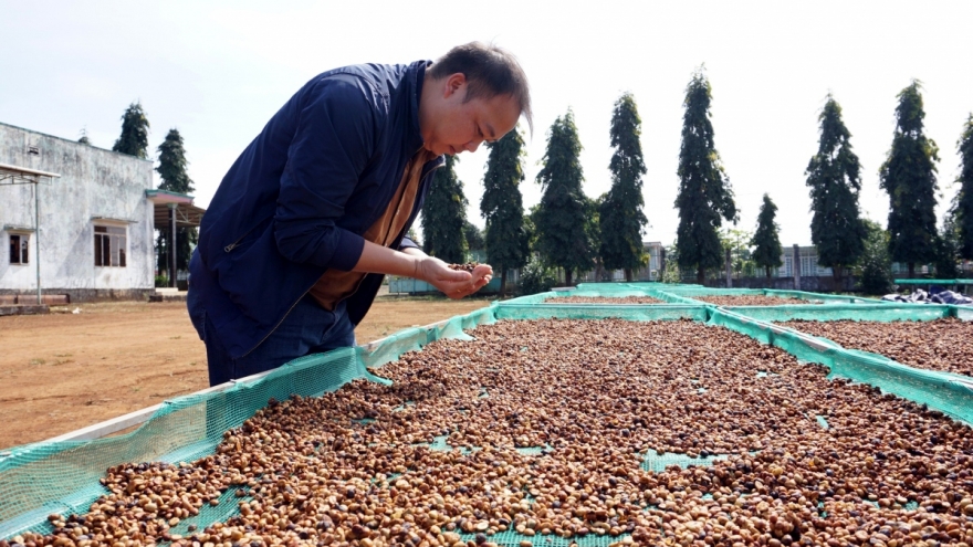 Đặc sản cà phê chim Jacu của Braxin vượt qua khủng hoảng thuế quan