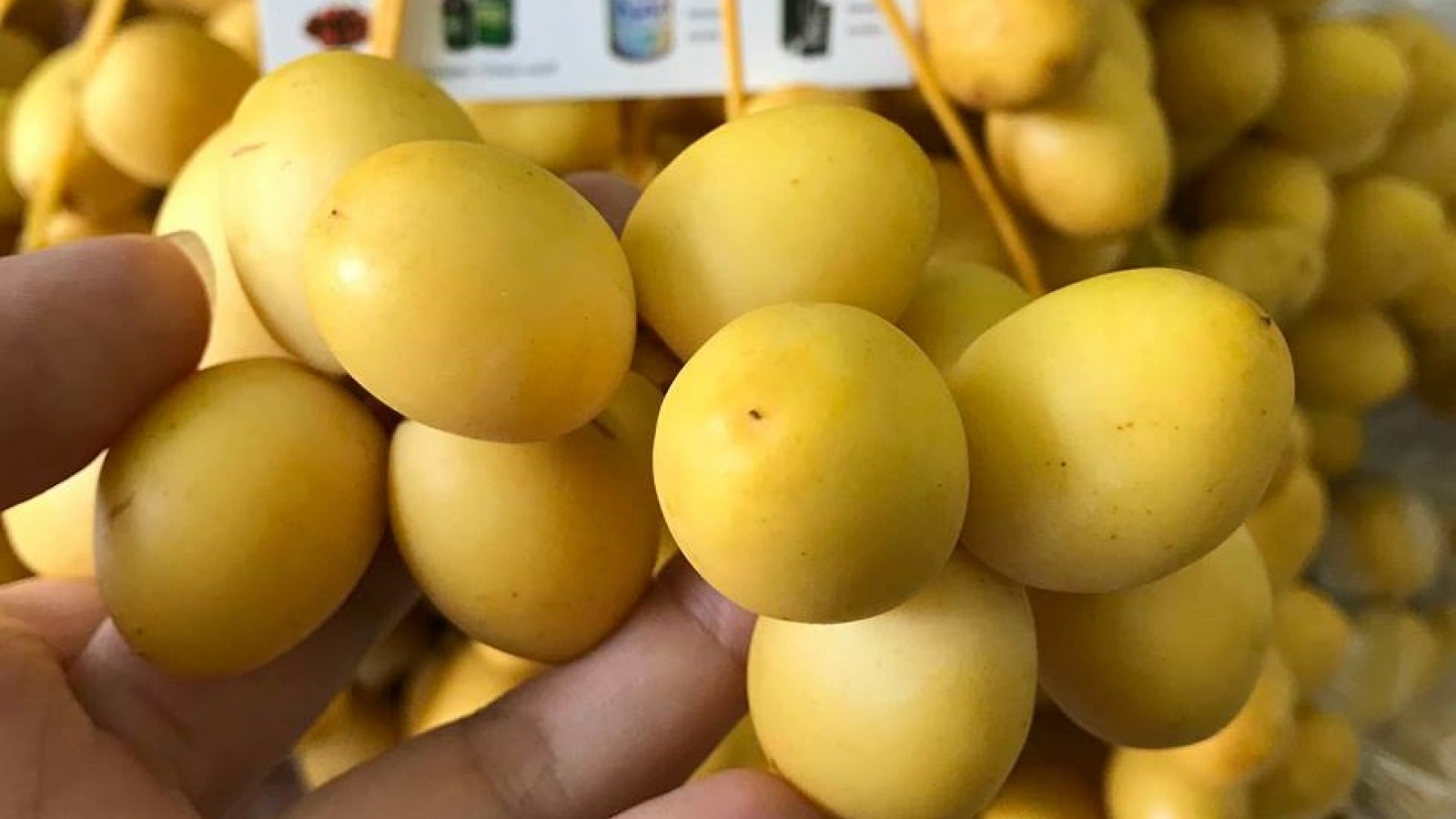 Loại trái cây vàng óng nhập khẩu “gây sốt” chợ Việt