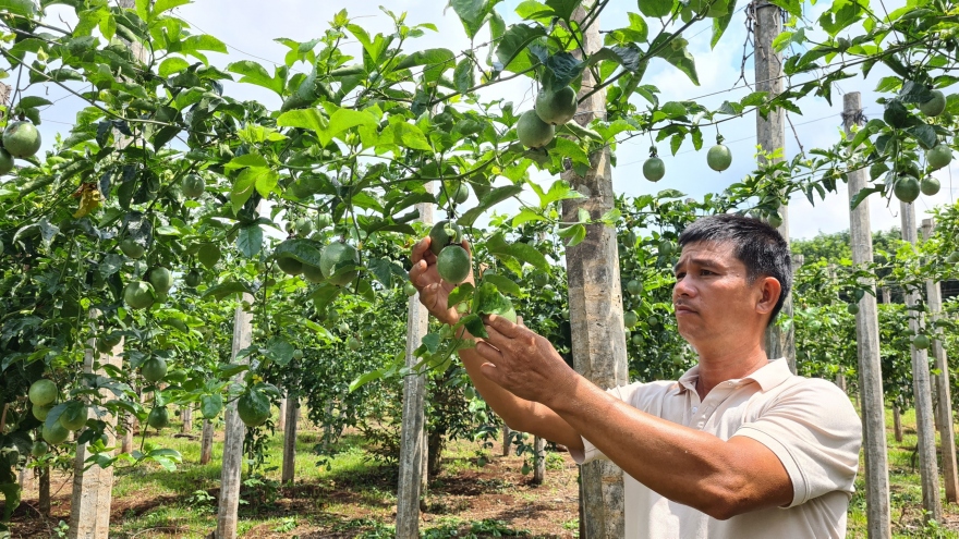 Chanh dây rớt giá, cơ hội để Gia Lai cơ cấu lại ngành hàng