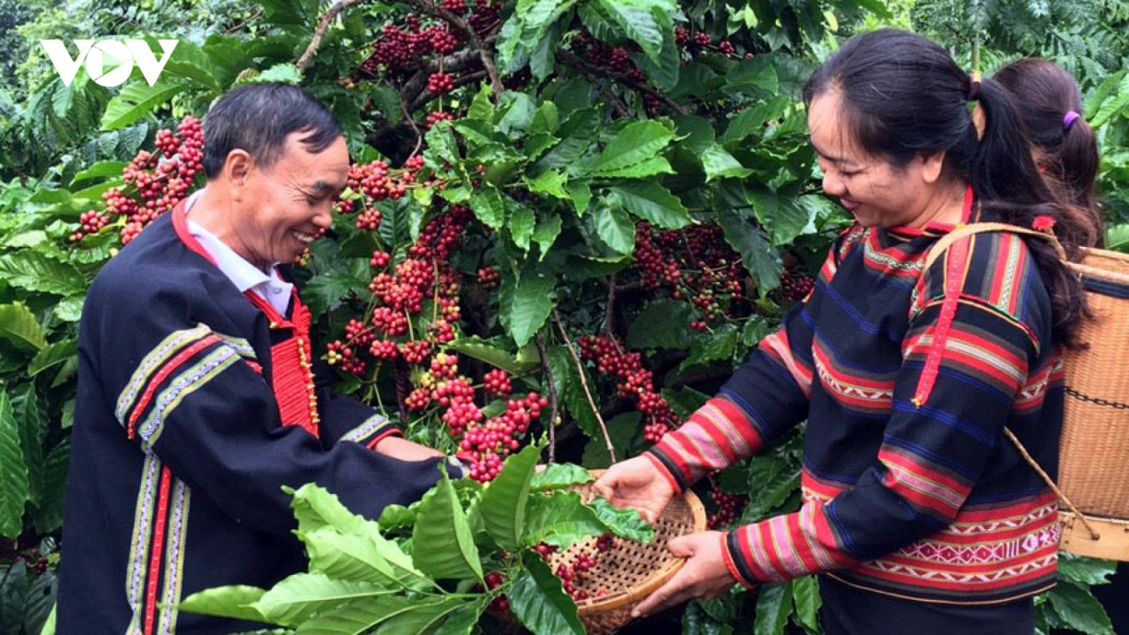 Giá cà phê hôm nay 25/8: Trung bình trong nước 64.700 đồng/kg