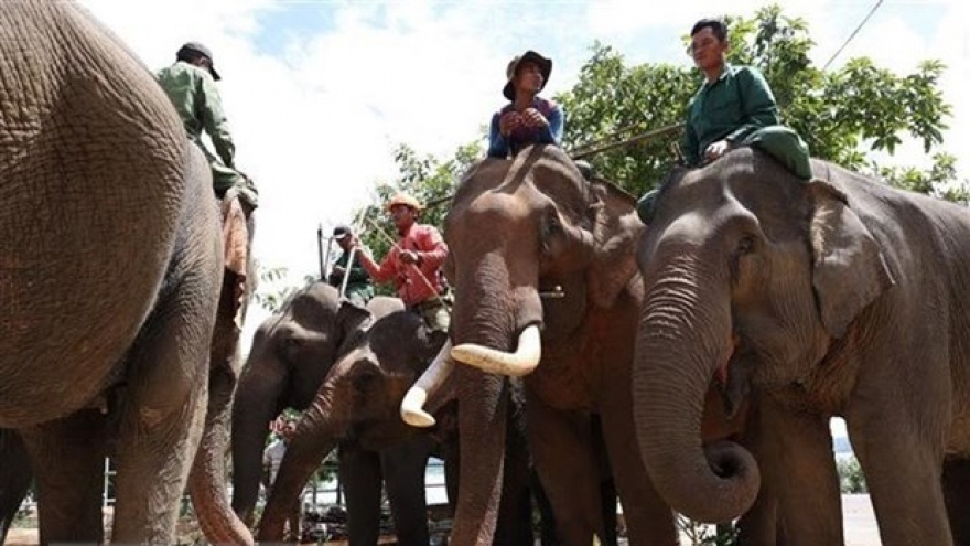 Dak Lak: Domestic elephants enjoy buffet on World Elephant Day