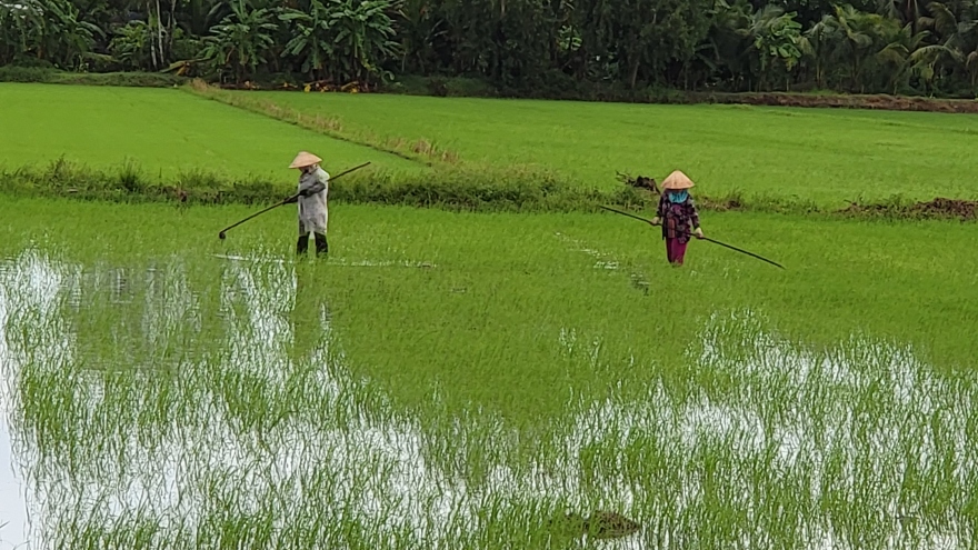 Giá lúa lên, giá phân xuống, nông dân Hậu Giang phấn khởi