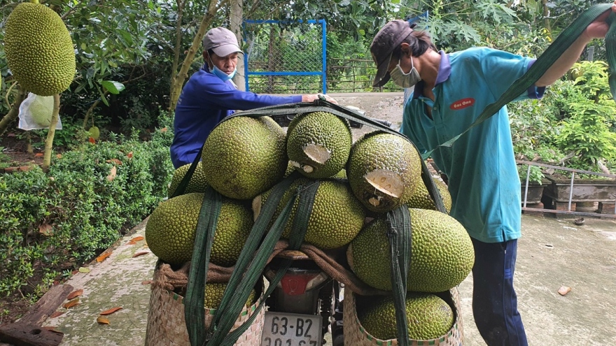 Thiếu nguồn cung, giá mít tại Tiền Giang tăng ở mức kỉ lục