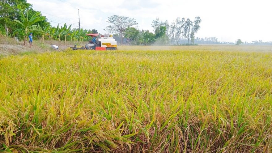 Xuất khẩu gạo khẳng định thương hiệu và sự sẻ chia