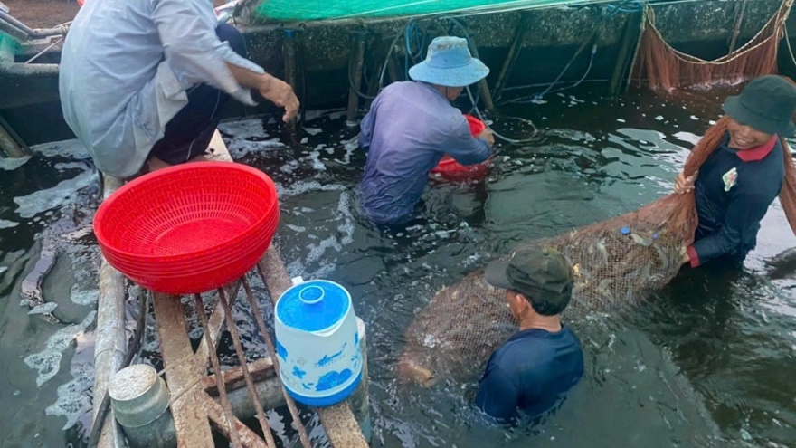 Giá tôm thẻ nuôi công nghệ cao giá cao, ngư dân phấn khởi