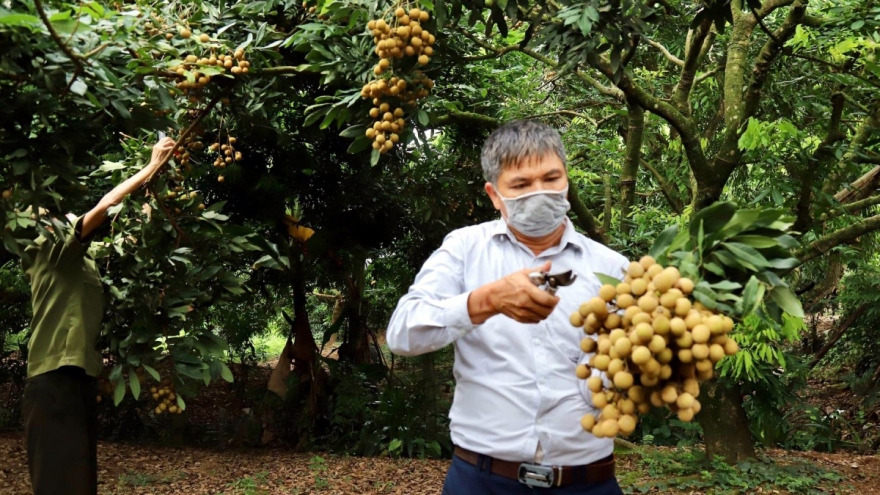 Mùa nhãn "đắng" ở Hưng Yên