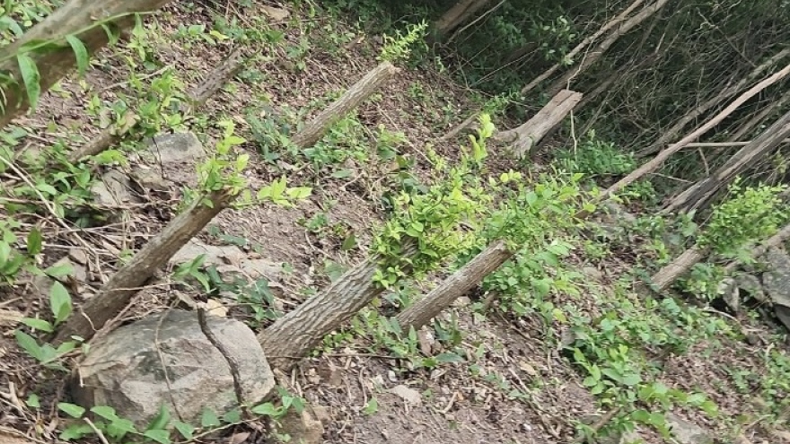 Làm rõ hành vi chặt hạ cây xanh trên núi ở Vũng Tàu