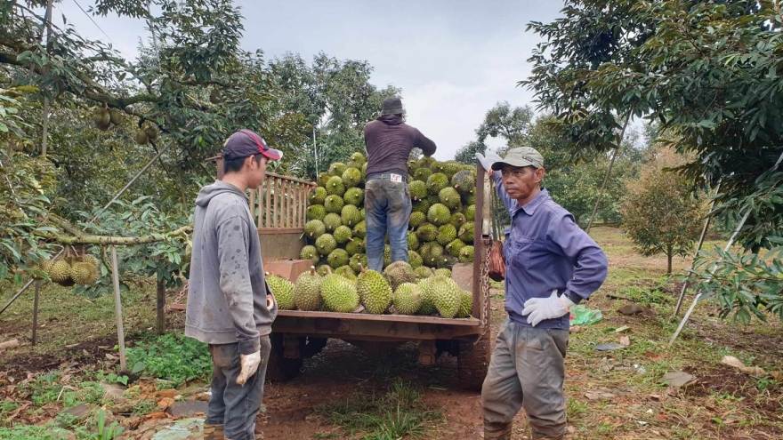 Nông dân Đắk Lắk đẩy mạnh chăm sóc sầu riêng trước khi thu hoạch