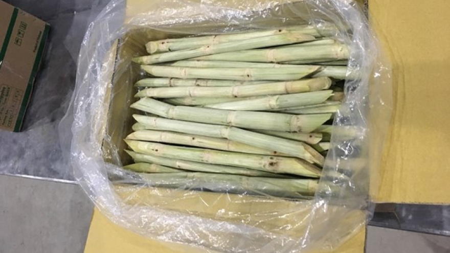 Second batch of fresh sugarcane to be shipped to US