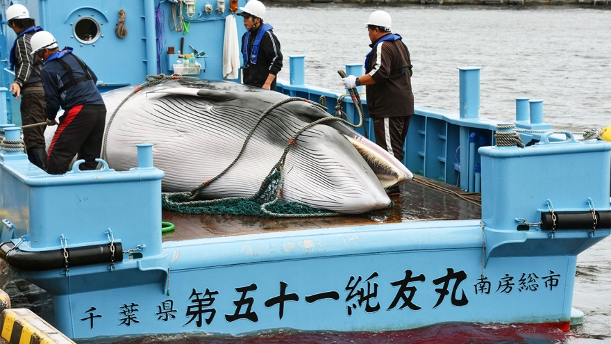 Tranh cãi giữa Mỹ và Nhật Bản về đánh bắt cá voi đe dọa thỏa thuận IPEF