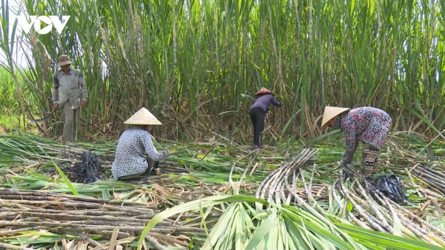 Over 17 tonnes of fresh sugarcane from Hoa Binh shipped to the US