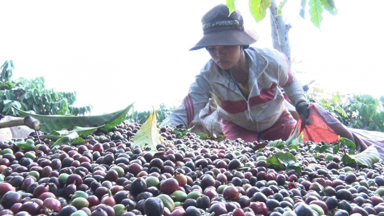 Giá cà phê hôm nay 30/6: Giá cà phê trong nước giảm 600 - 700 đồng/kg