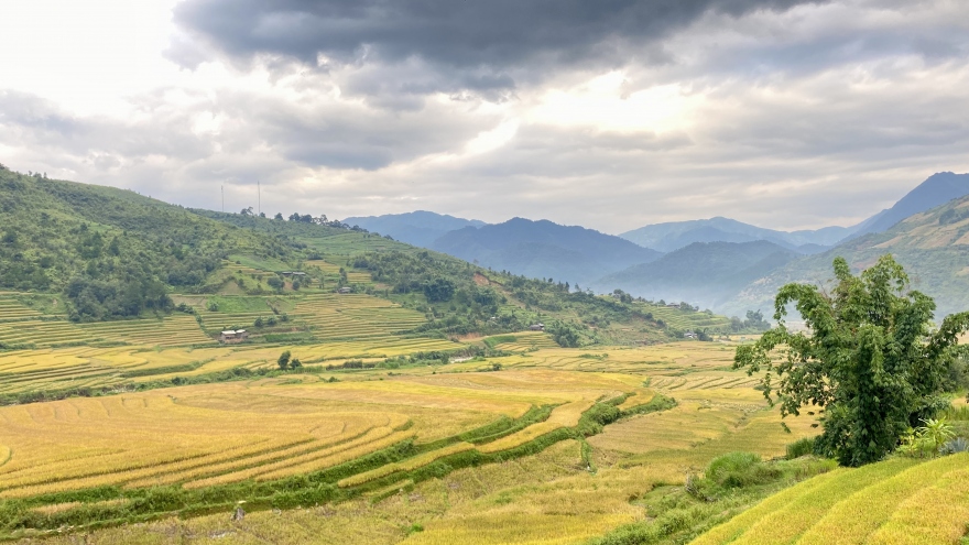 Mùa vàng mời gọi du khách tới “miền cổ tích” Ngọc Chiến