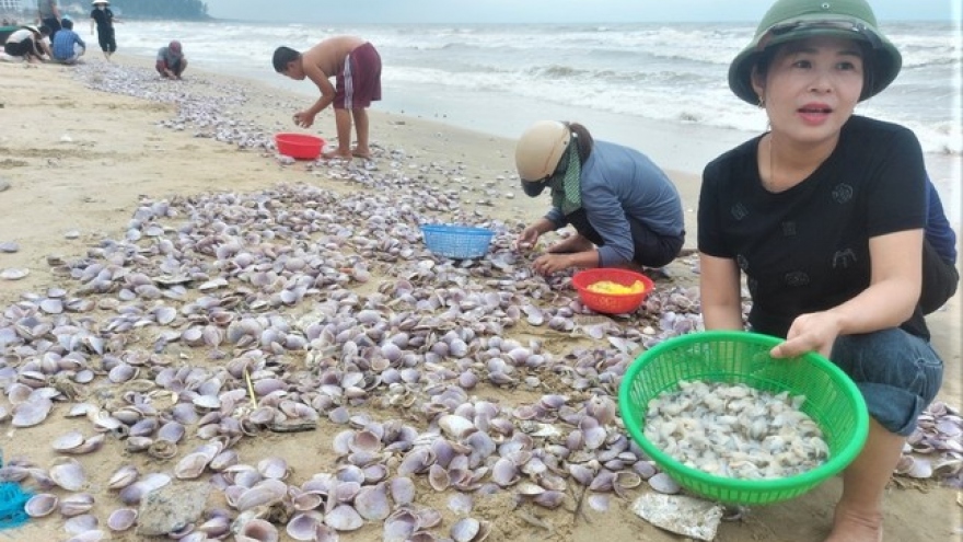 Hàng tấn sò tím dạt vào bờ biển Hà Tĩnh, người dân đổ xô nhặt "lộc trời"