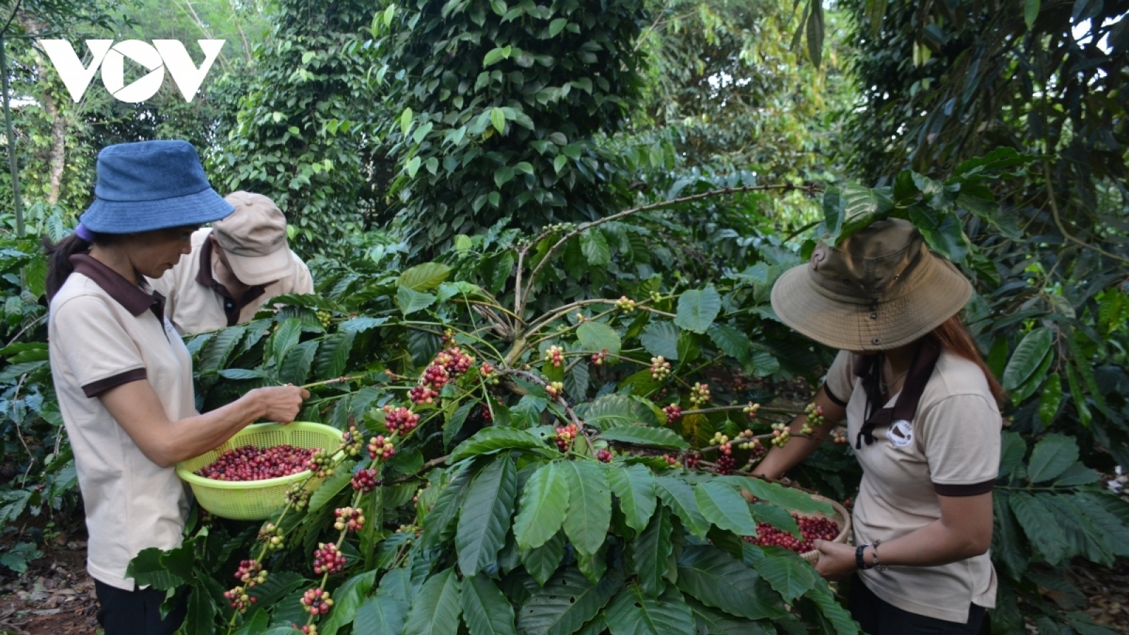 Giá cà phê hôm nay 25/5: Cà phê trong nước giảm nhẹ