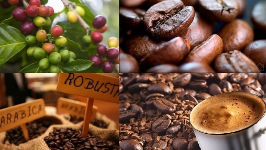 Giá cà phê hôm nay 21/9: Giá cà phê trong nước cao nhất ở mức 68.100 đồng/kg