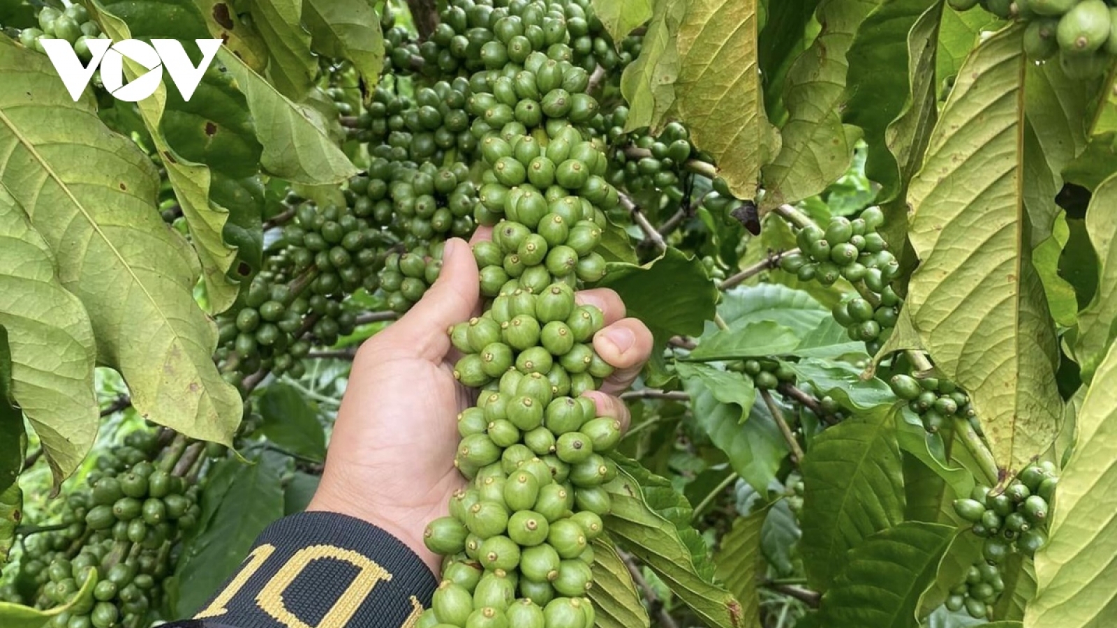 Giá cà phê hôm nay 11/9: Cà phê trong nước ổn định