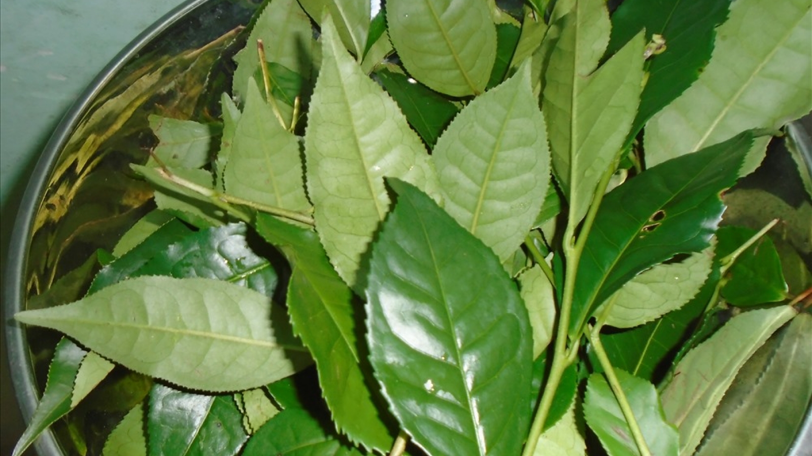 Các bài thuốc trị bệnh từ lá trà xanh
