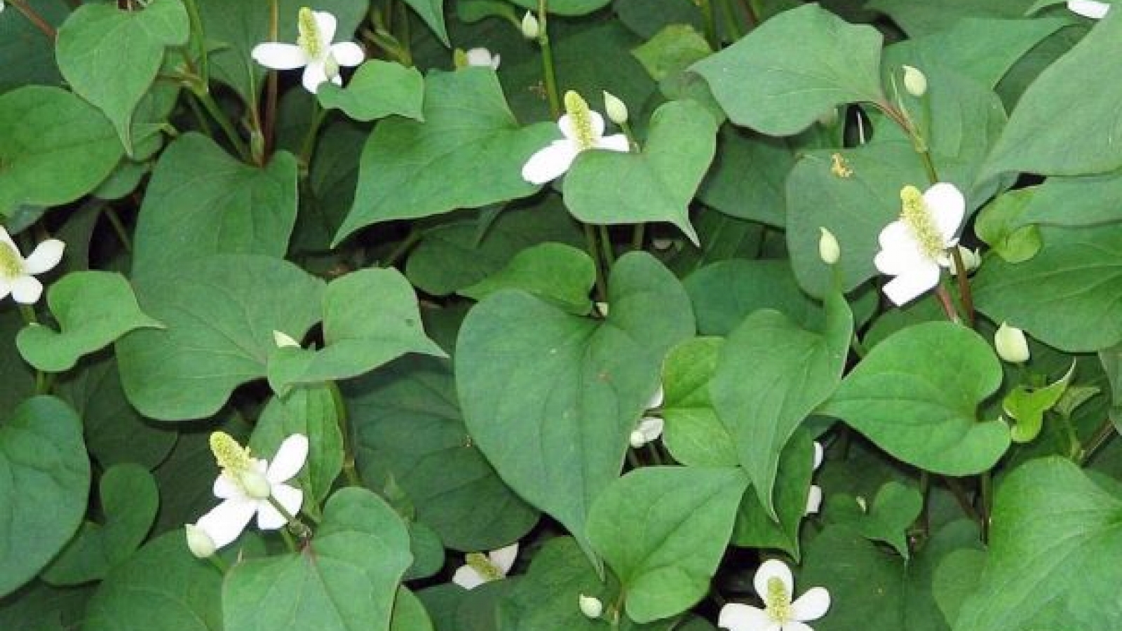 Chữa đau mắt đỏ bằng rau diếp cá