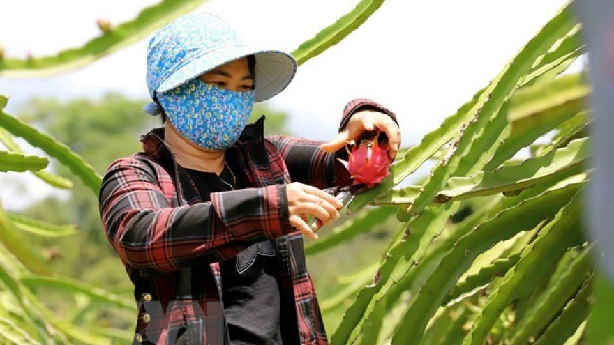 Vietnam seeks to secure sustainable development for dragon fruit sector