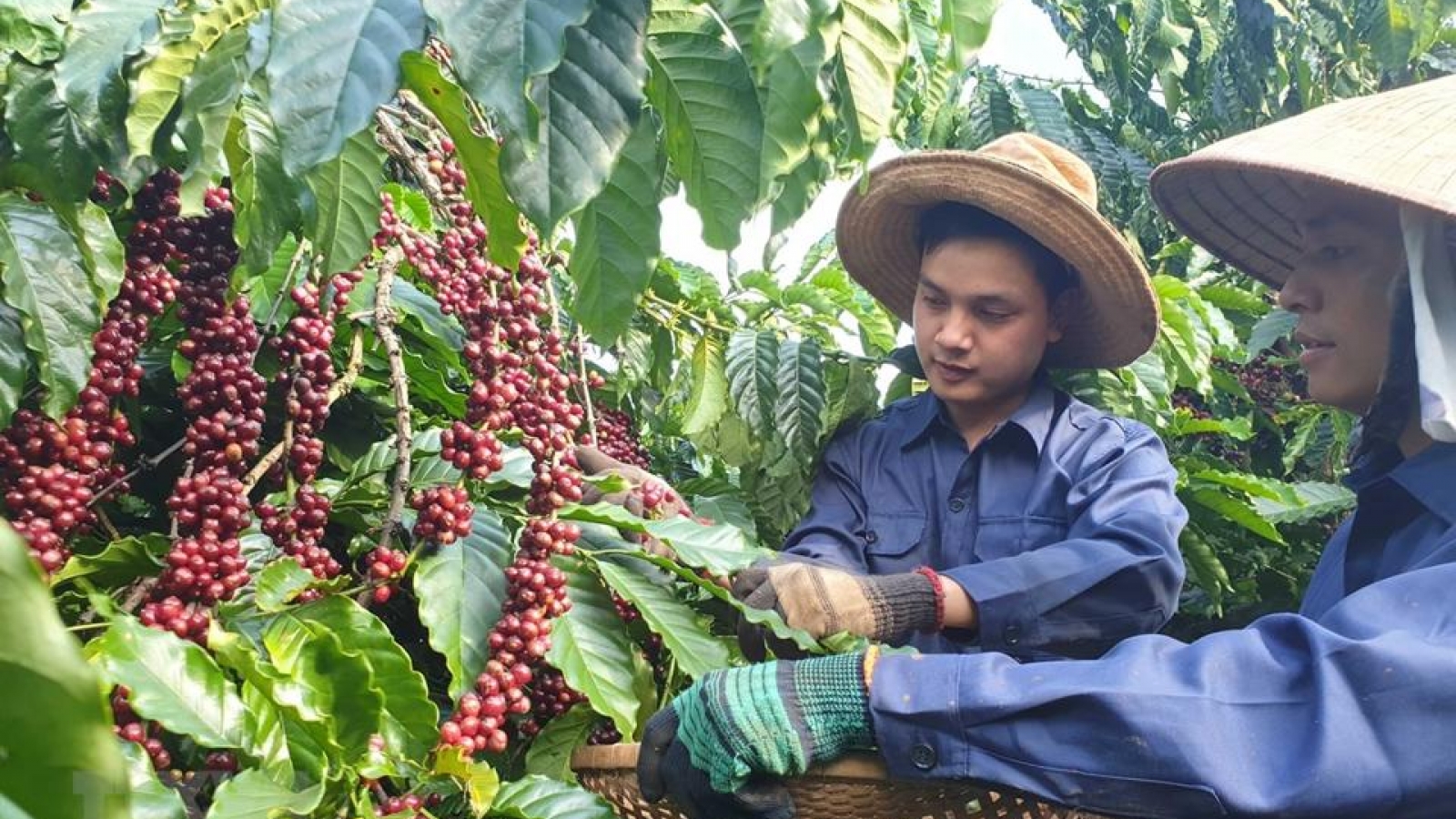 Giá cà phê hôm nay 13/9: Giá cà phê Robusta, Arabica đảo chiều giảm