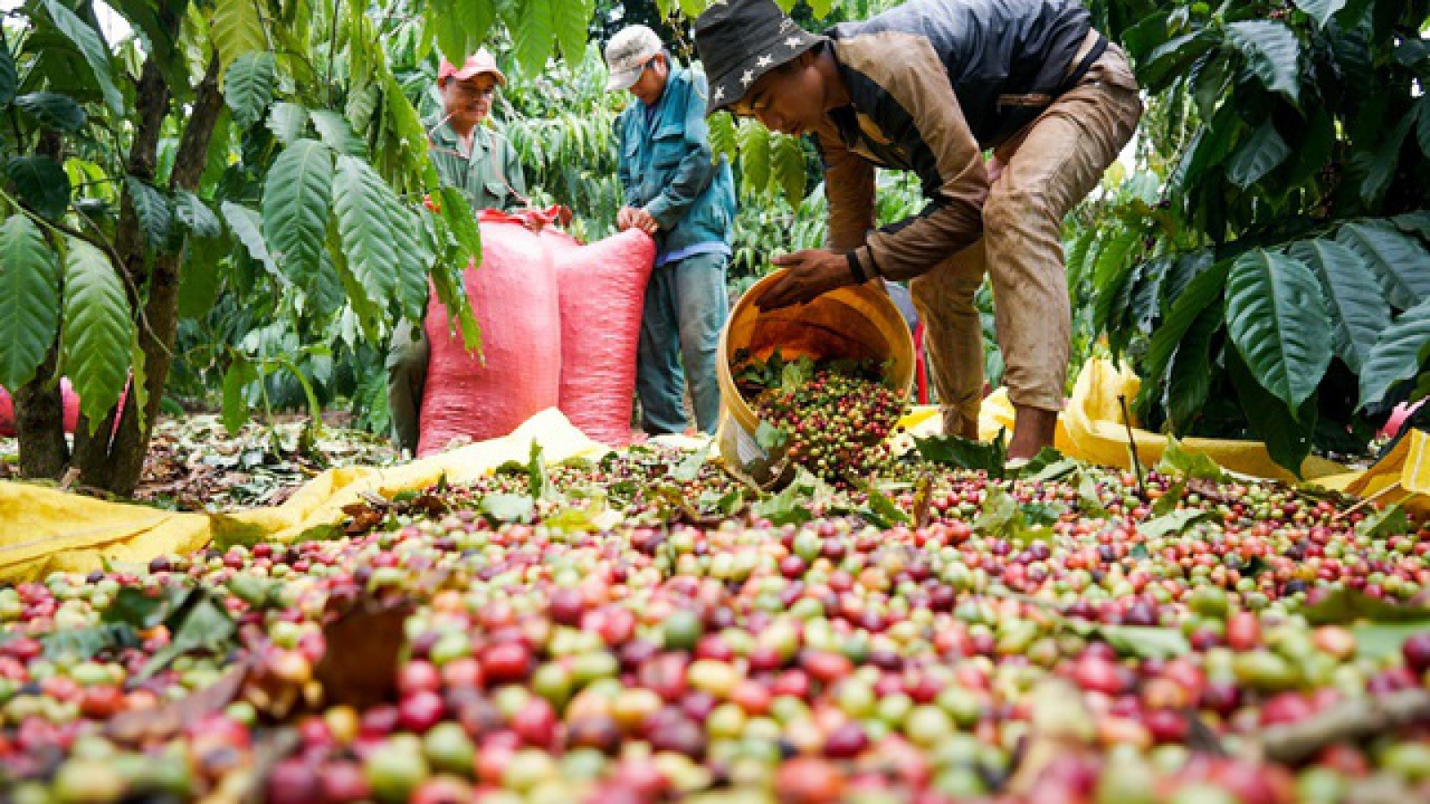 Giá cà phê hôm nay 17/9: Giá cà phê tăng thêm 1.000 đồng/kg