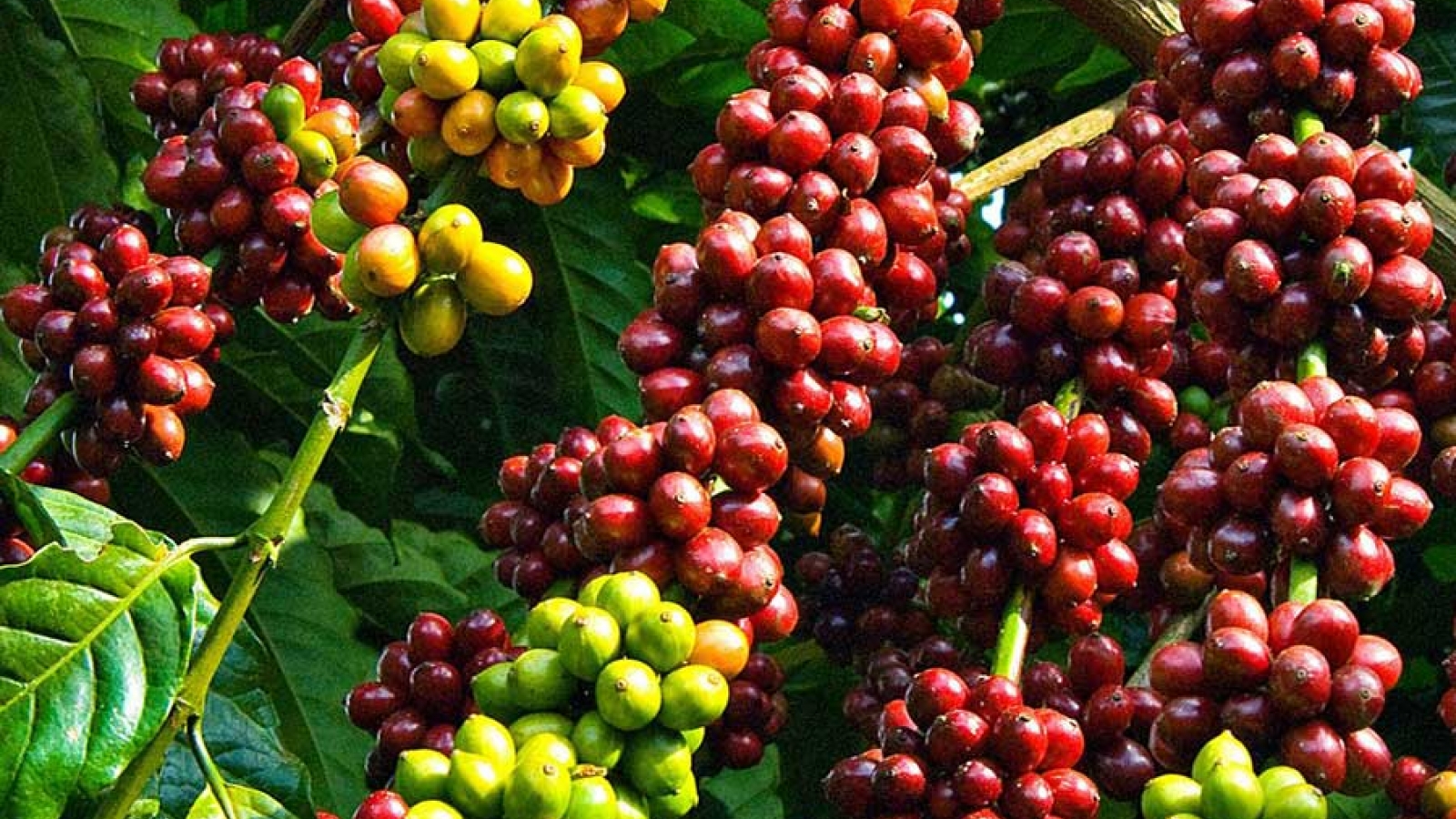 Giá cà phê hôm nay 14/9: Giá cà phê trong nước tiếp tục ổn định