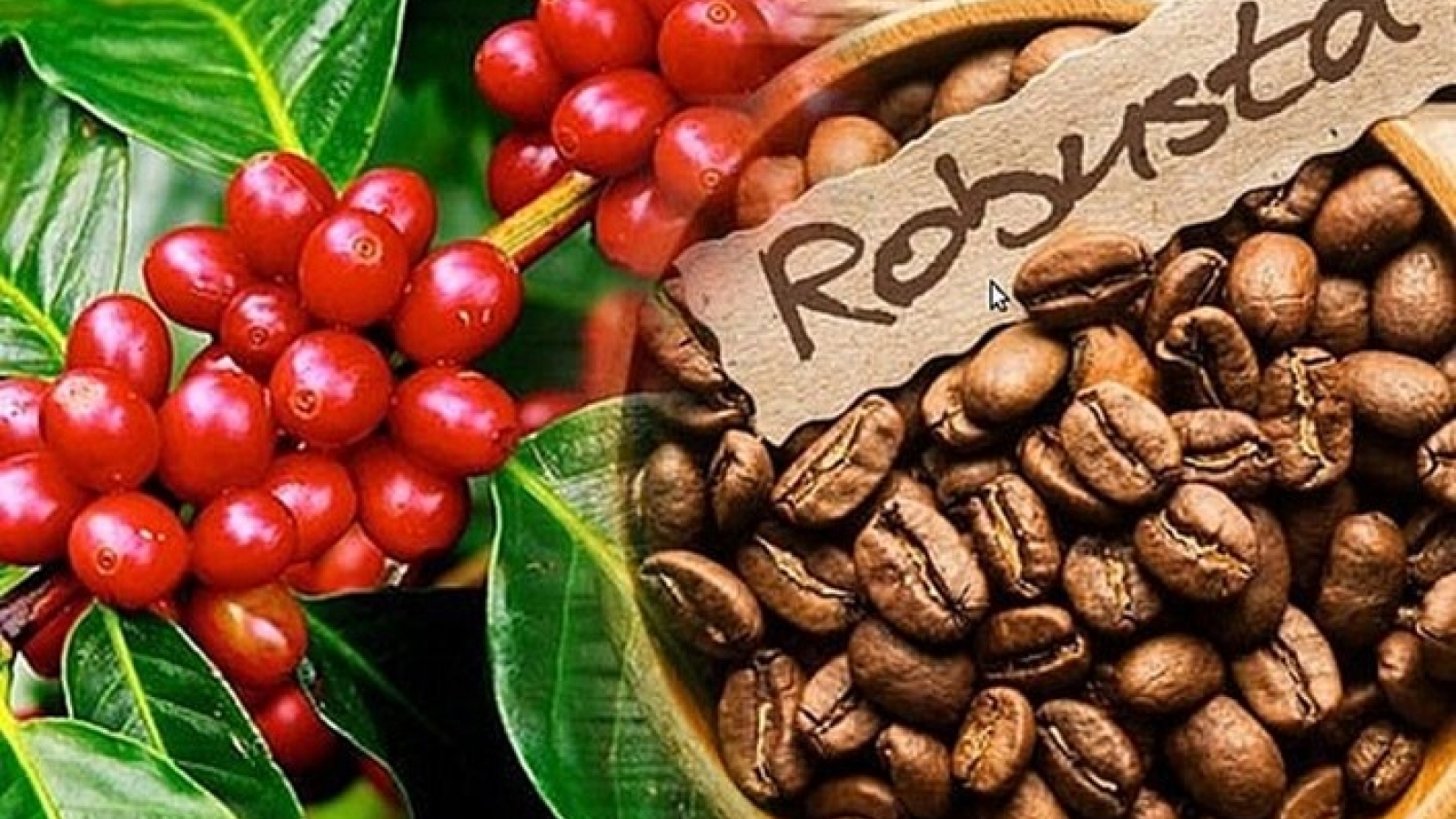 Giá cà phê hôm nay 16/9: Giá mua cao nhất là 66.900 đồng/kg