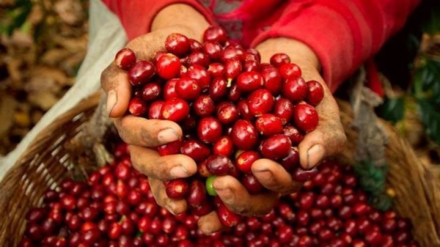 Giá cà phê hôm nay 18/9: Giá cà phê Robusta và Arabica nối tiếp đà tăng