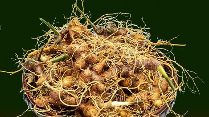 Vietnam builds international brand for ginseng