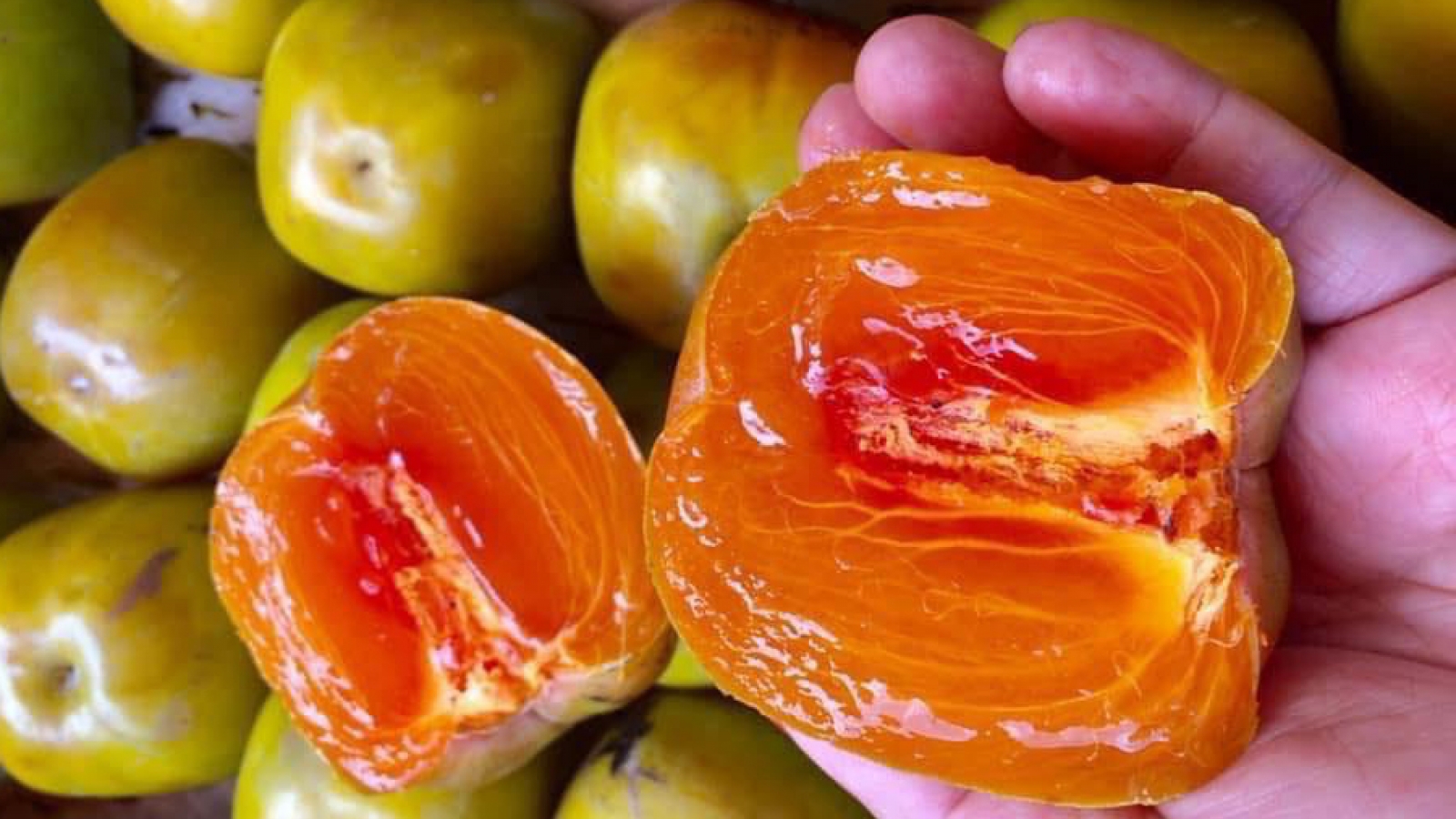 Đặc sản "ruột lòng đào" dẻo giòn như thạch, mỗi năm thu hoạch 1 lần