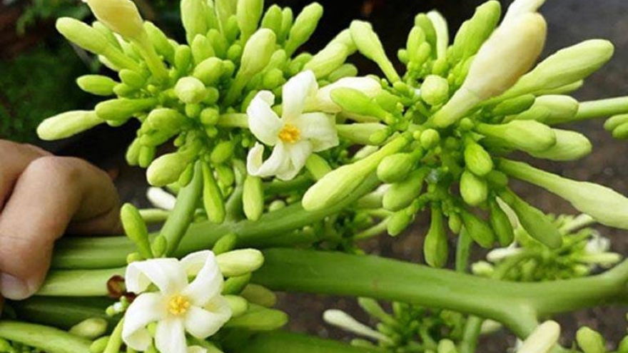 Hoa đu đủ đực thành thuốc quý được bán hơn triệu đồng/kg