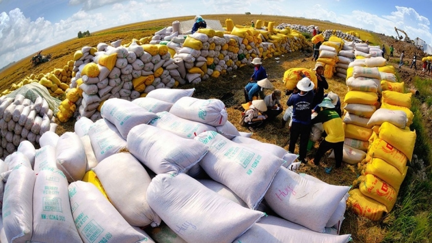 Vietnamese rice export volume hits record high over eight months