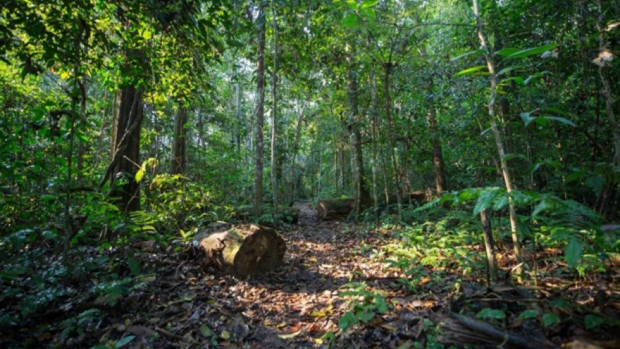 Vietnam gets US$41.2 million in emission reduction payments