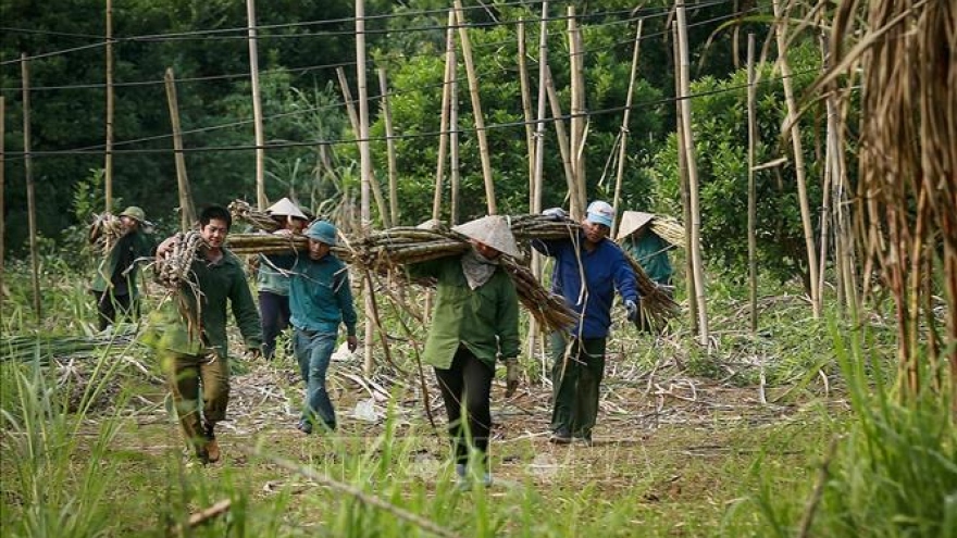 Hòa Bình đa dạng mặt hàng nông sản xuất khẩu