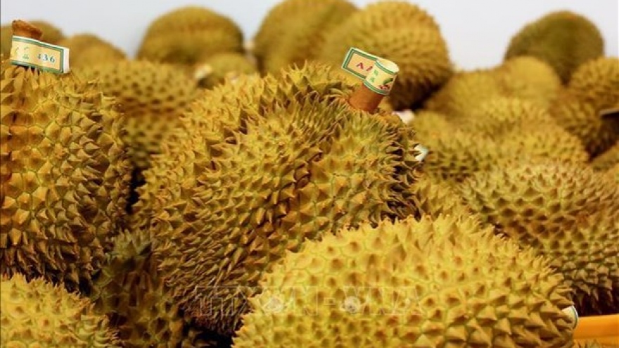 Vietnam completing procedures to export durian to India: Official