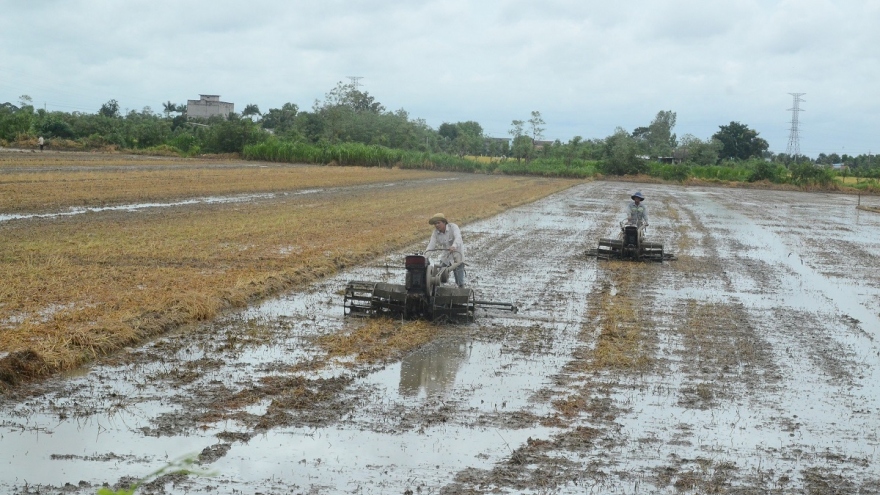 Giá lúa tăng kỉ lục, nông dân Tiền Giang ồ ạt gieo sạ vụ Thu đông