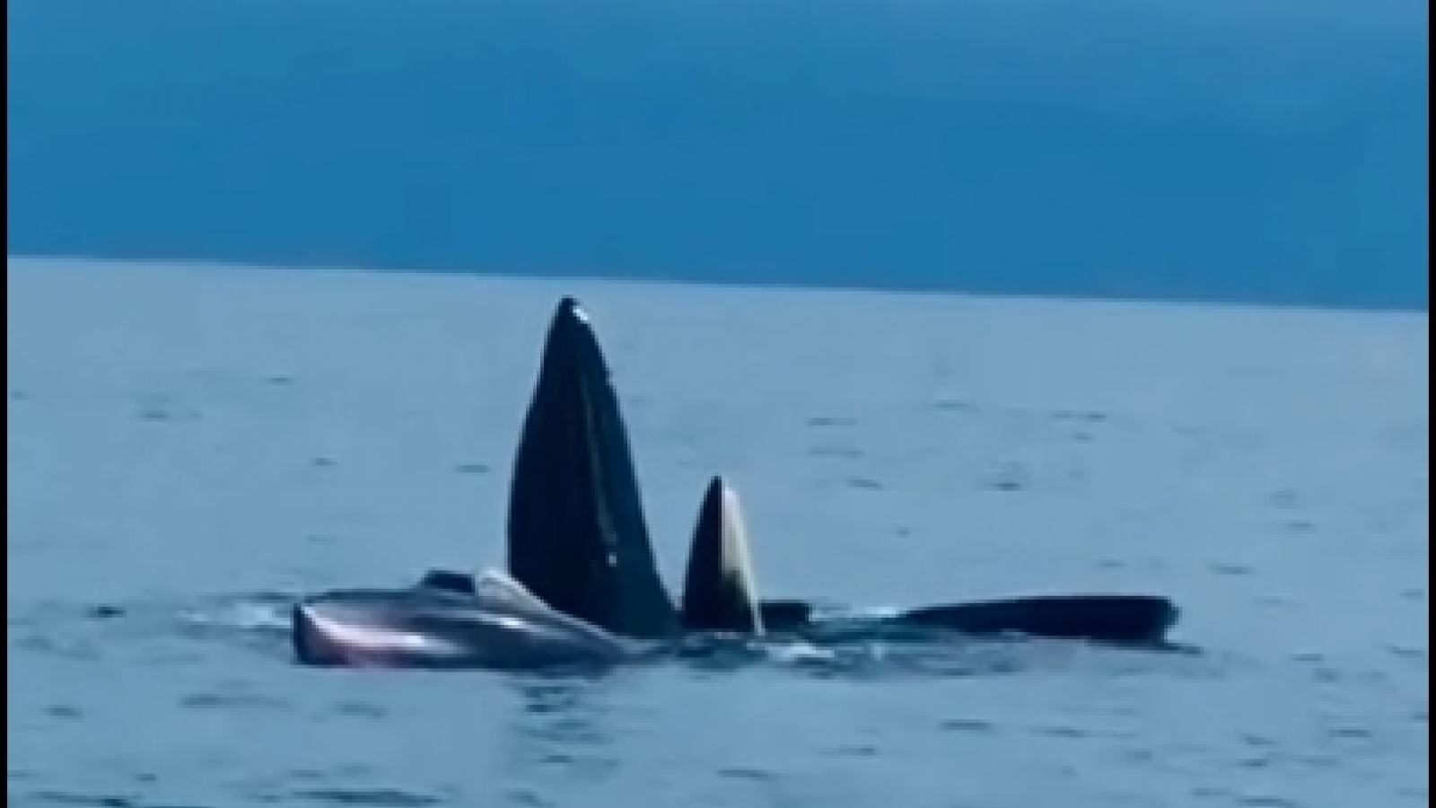 Whales spotted in Co To island of Quang Ninh province